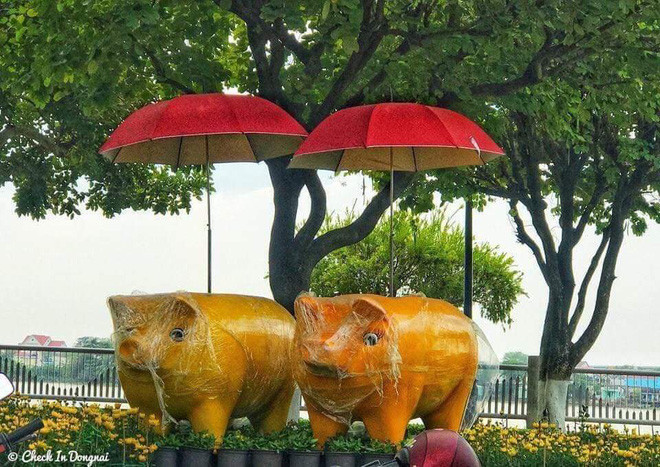 Những chú heo này được chủ chăm bẵm khá tốt nên giữ hơi thừa thãi về cân nặng.