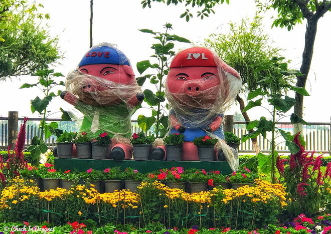 Những chú heo này nhìn qua đã thấy ăn chơi nghịch ngợm.