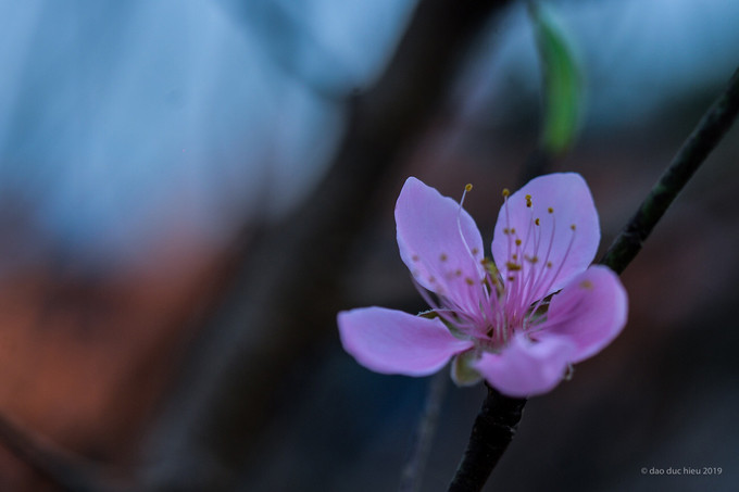 Bên cạnh hoa lan, nhiều loại cây, hoa quý đặc trưng của ngày Tết cổ truyền cũng góp mặt, tạo thành bức tranh nhiều màu sắc.
