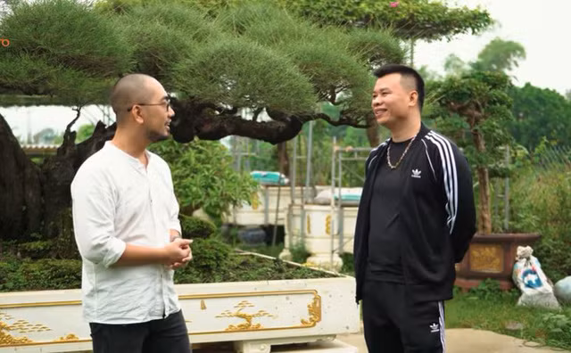 Trong vườn có một cây phi lao cổ tạo dáng bonsai hiếm có. Nguồn ảnh; chụp màn hình Nhato