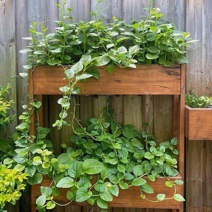 Rau được trồng riêng biệt trong từng chậu gỗ. Ảnh: FBNV