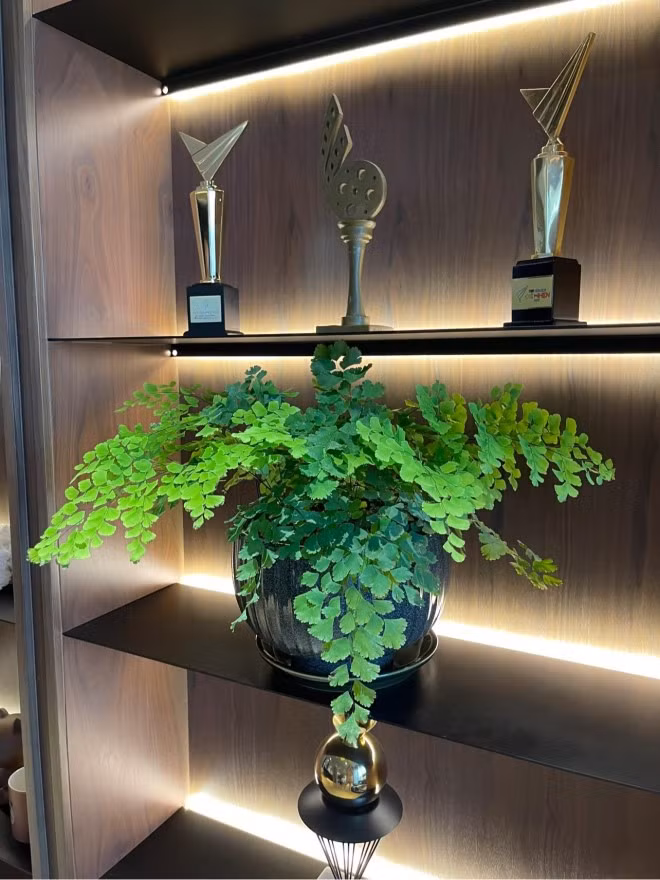 Các loại cây này đều dễ sống trong nhà. Ảnh: FBNV