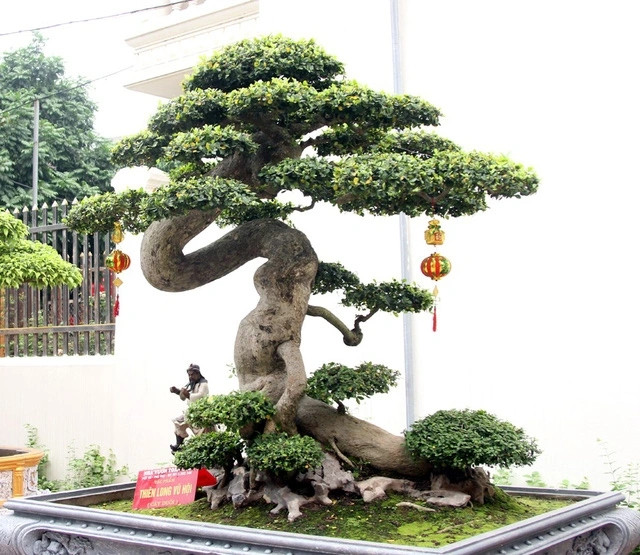 Cây duối cổ uốn lượn theo hình chữ “Tâm” được đại gia Phú Thọ tuyên bố là “cây duối đẹp nhất Việt Nam”. Ảnh: Dân trí