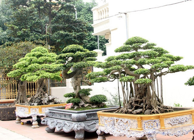 Rất nhiều cây bản địa có hình thù kì quái được giới chơi cây săn lùng tại vườn nhà ông Toàn. Ảnh: Dân Việt