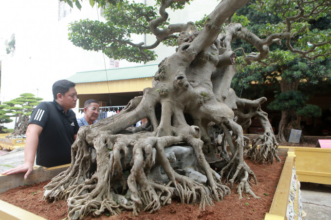 Trong đó có nhiều cây thuộc hàng quý hiếm, có một không hai ở Việt Nam như tác phẩm sanh cổ “Tiên lão giáng trần” và “Ngọa hổ tàng long” giá trị vài triệu USD. Ảnh: Công luận