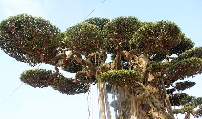 Cây cao 3,8m, rộng 2,7m, có tuổi đời trên 60 năm. Ảnh: Vietnamnet