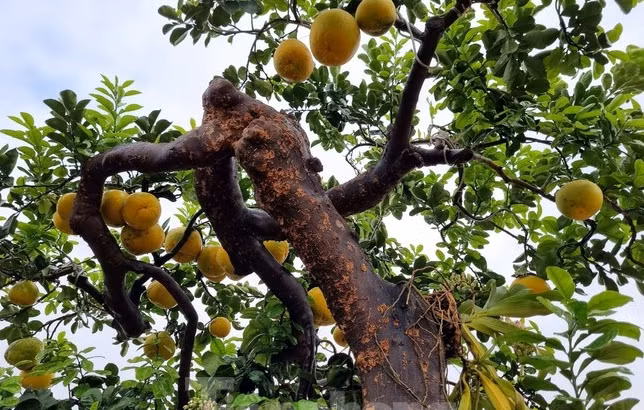Cây bưởi do chính tay anh Tập chăm sóc kỳ công trong nhiều năm. Ảnh: Tiền phong