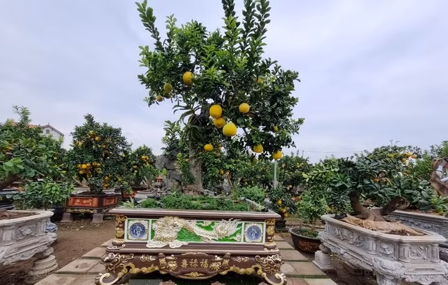 Theo anh Tập, cây bưởi có tuổi thọ gần 100 năm nên gọi là "lão"; “mộc” là cây, “trường xuân” là mùa xuân vĩnh cửu”. Ảnh: Tiền phong