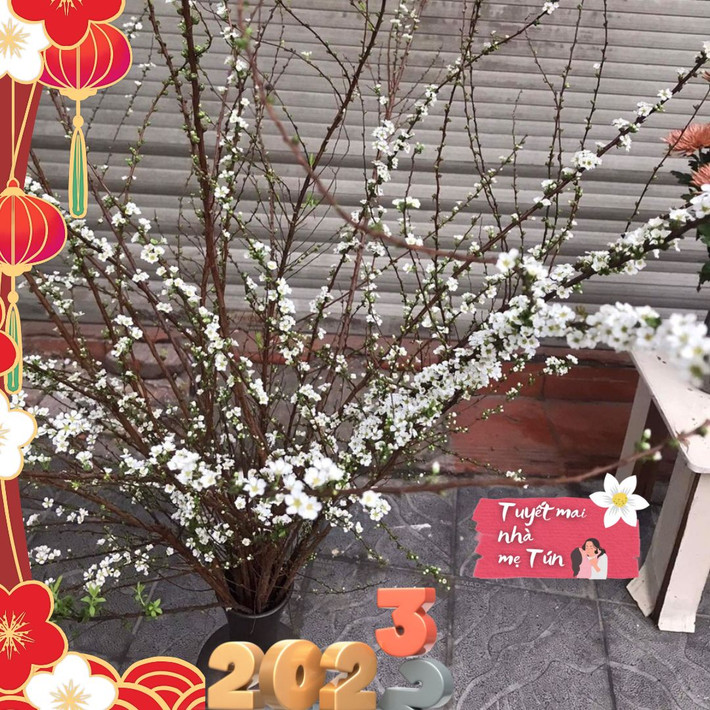 Trong đó, phải kể đến loài hoa tuyết mai với cành nhỏ, mảnh, lá xanh li ti được điểm xuyến bởi những bông hoa trắng muốt.