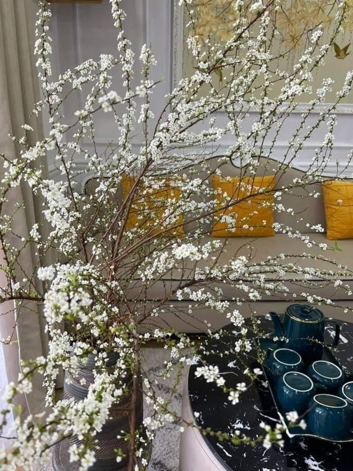 Mỗi bó tuyết mai gồm khoảng 7 - 8 cành lớn.