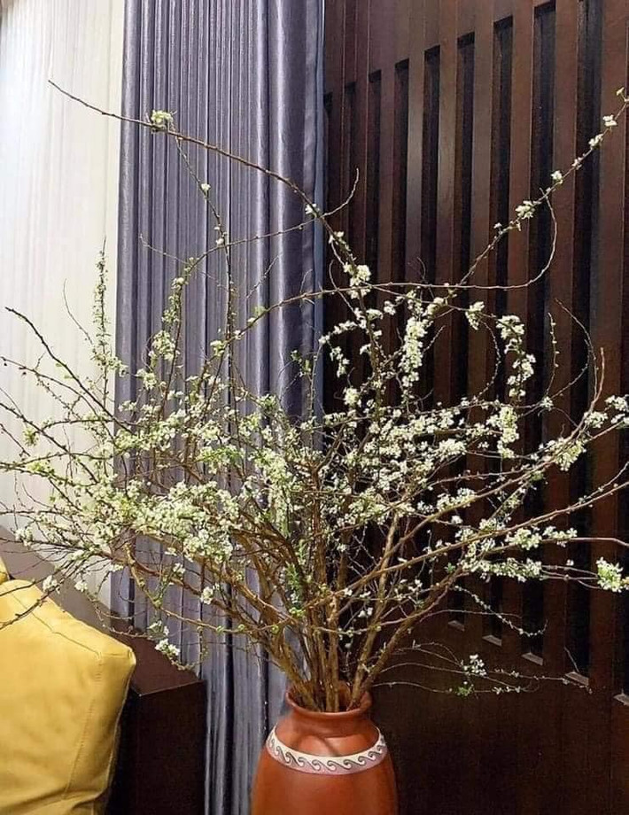 Khi mới mua về, tuyết mai chẳng khác những cành củi khô nhưng nếu được chăm sóc kỹ lưỡng nụ hoa sẽ đâm chồi, bung nở hoa trắng muốt.