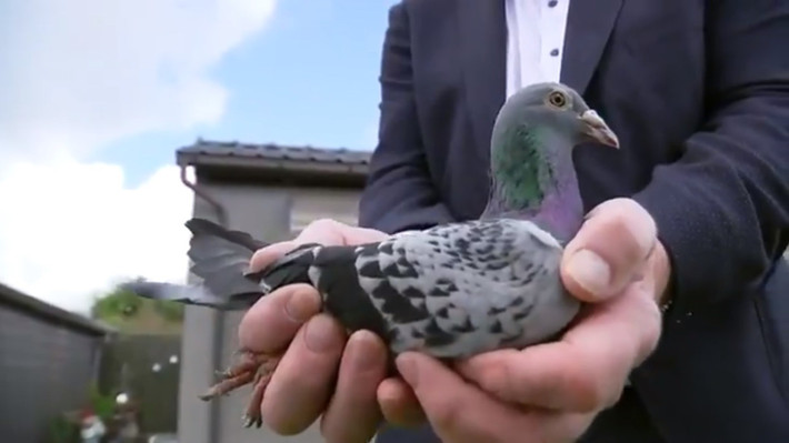 Theo tờ Metro, chim bồ câu Armando có giá cao vì nó rất đặc biệt. Ảnh: Free Beer.