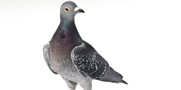 Mặc dù Armando 5 tuổi, được coi là chim bồ câu đã già, nhưng nó vẫn có giá trị cao vì tiềm năng sinh sản. Ảnh: DH.