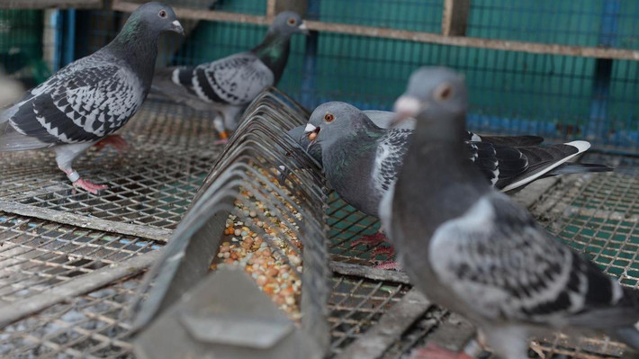 Hồ sơ chủng tộc Armando chưa từng khớp với bất kỳ loài nào. Ảnh: The National.