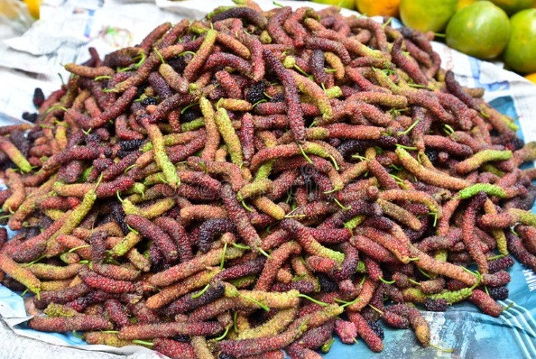 Trong điều kiện tự nhiên, dâu tằm Đài Loan có thể cho trái một năm 2 lần vào vụ xuân và thu. Ảnh: Cungcaphatgiong.