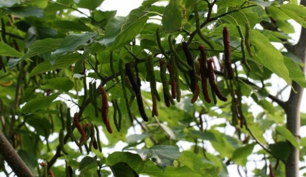 Theo người bán giống cây, dâu "khủng", siêu ngọt, siêu dài có thể ra quả ngay từ năm đầu. Ảnh: Cungcaphatgiong.