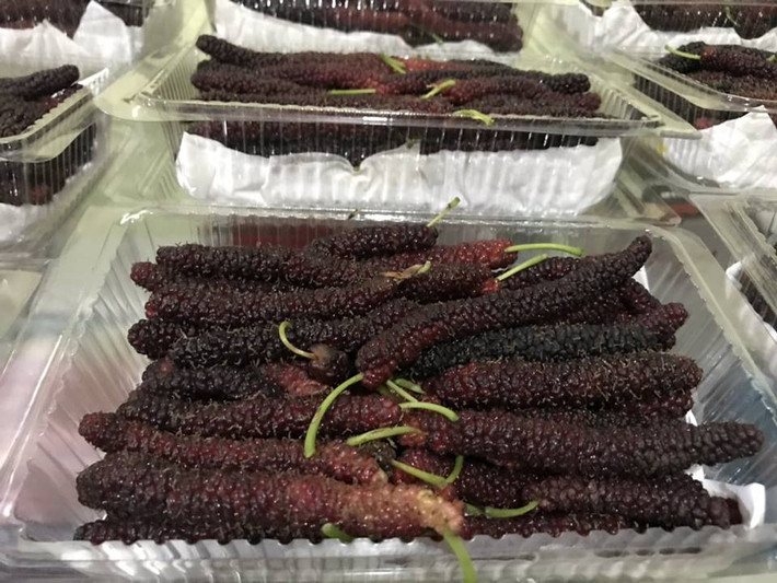 Mới đây, trên mạng xã hội, nhiều chị em chia sẻ về giống dâu tằm Đài Loan trái dài vô cùng lạ mắt. Ảnh: FB Thế giới nông sản.