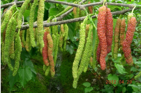 Thực tế, giống dâu tằm siêu "khủng" được rao bán khá nhiều trên thị trường. Ảnh: Cungcaphatgiong.