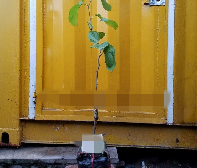 Mỗi cây giống dâu tằm giá từ 135.000 - 300.000 đồng, tùy kích thước. Ảnh: Cayantrai.