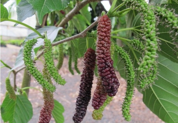 Khi chín, quả dâu có màu đỏ hoặc đen tía. Ảnh: Delayfruits.