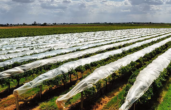 Ngay đầu mùa, người trồng phủ nilon kín cả vườn nho để bảo vệ cây khỏi những cơn mưa bất chợt. Ảnh: Fruittreetrading.