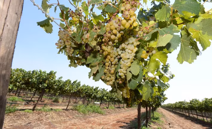 Nếu gặp mưa, nho dễ bị nứt, hỏng và ảnh hưởng đến chất lượng. Ảnh: FarmOnline.