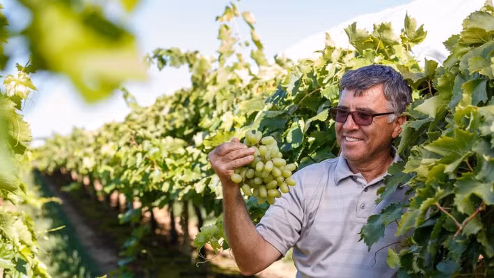 Vùng trồng nho cung cấp đến 99% sản lượng nho xuất khẩu cho Australia là Sunraysia. Ảnh: WeeklyTimes.