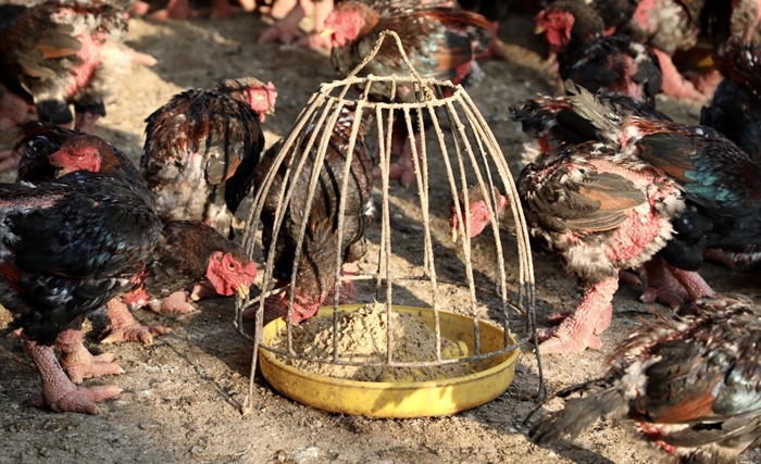 Cứ đến gần Tết Nguyên đán, gà Đông Tảo lại được săn lùng để làm quà biếu Tết, giá trung bình từ 350.000 - 600.000 đồng/kg. Ảnh: Tiền phong