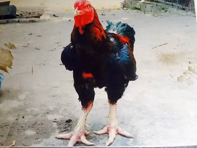 Gà Hồ thương phẩm giá từ 400.000-500.000 đồng/kg. Những con gà có nặng từ 5-6kg có giá trên 500.000 đồng/kg. Ảnh: Người lao động