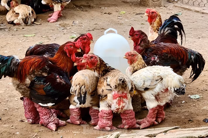 Gà Đông Tảo thuần chủng hiện không còn nhiều. Do đó, khách hàng muốn mua cũng không dễ. Ảnh: Tiền phong