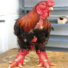 Gà Đông Tảo trưởng thành nặng từ 4-7kg nên khách hàng muốn mua một con gà Đông Tảo, phải bỏ ra 1,5 - 4 triệu đồng. Đặc biệt, những con gà có hình thức đẹp, chân to thì giá trị phải lên 50 triệu đồng/con. Ảnh: Facebook