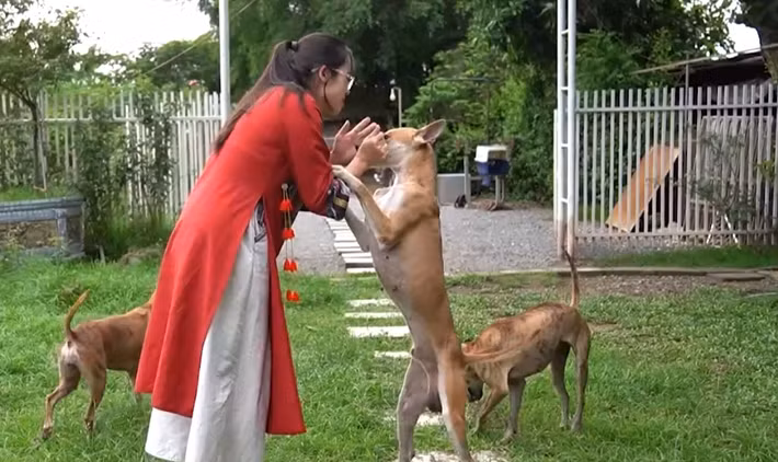 Mỗi chú chó Phú Quốc con có thể đạt giá trị từ 5 - 25 triệu đồng. Giá của chó Phú Quốc phụ thuộc vào nhiều yếu tố như gia phả của chó. Những chú chó có gia phả rõ ràng và dòng dõi danh tiếng thường giá cao hơn. Ảnh: Nông nghiệp