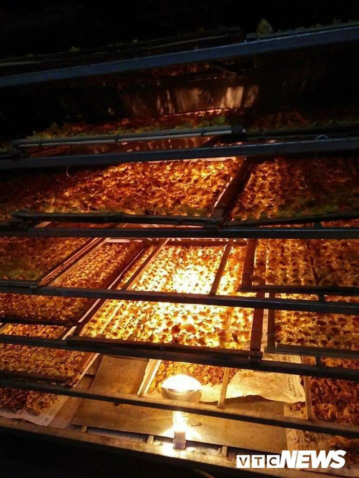 Sau khi hái, người dân mang đến các cơ sở thu mua để bán ngay trong ngày. Tại đây, trà hoa vàng sẽ được sấy khô để đảm bảo mùi vị vốn có. Ảnh: VTC.