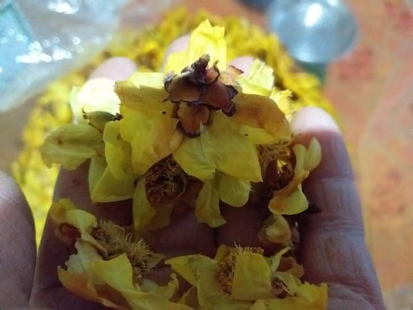 Không chỉ bán hoa của cây trà hoa vàng, nhiều người còn bán cả lá của loại cây này. Mỗi kg lá được sấy khô cũng có giá lên đến 1,2 triệu đồng/kg. Ảnh: Dân Việt.