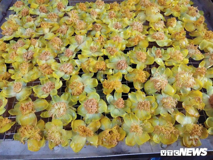 Trước đây, cây chè hoa vàng nhiều. Tuy nhiên, những năm gần đây, vì biết giá trị kinh tế của nó, nhiều người đã thu hái theo kiểu tận diệt, chặt luôn cả thân, cành và nhổ hết gốc nên số lượng chè hoa vàng còn lại trong tự nhiên không nhiều. Ảnh: VTC.