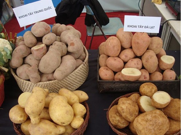 Nếu như khoai tây Trung Quốc có kích thước đồng đều, vỏ dày, trên vỏ có các chấm li ti, mắt củ to thì khoai tây Đà Lạt ít đồng đều, vỏ mỏng nên dễ bị trầy.