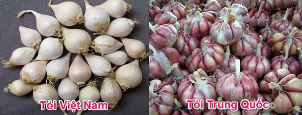 Tỏi Trung Quốc củ rất to, vỏ ngoài màu trắng hơi vàng, dễ bóc. Trái lại tỏi Việt thường củ nhỏ, nhiều tép, tép nhỏ vỏ ngoài màu trắng hoặc nâu tím, khó bóc.