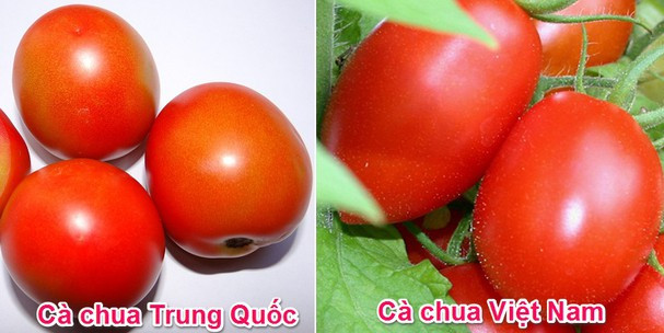 Cà chua là một trong số nhiều loại rau củ Trung Quốc bán tràn lan tại các chợ ở Việt Nam. Điểm dễ phân biệt nhất là cà chua Việt hình thuôn nhỏ bầu dục, nhiều quả có núm nhỏ, nhọn hoặc cà chua sẽ có hình tròn dẹt, méo mó; vỏ bên ngoài không bóng đẹp.