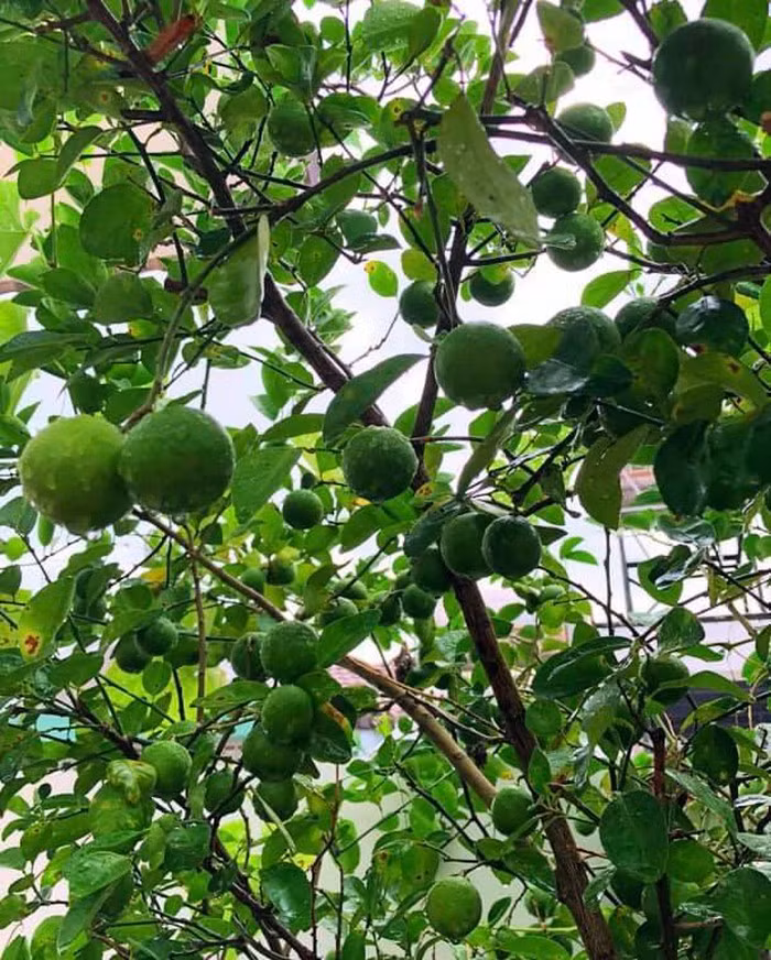 Cây ổi trĩu quả trông thích mắt.