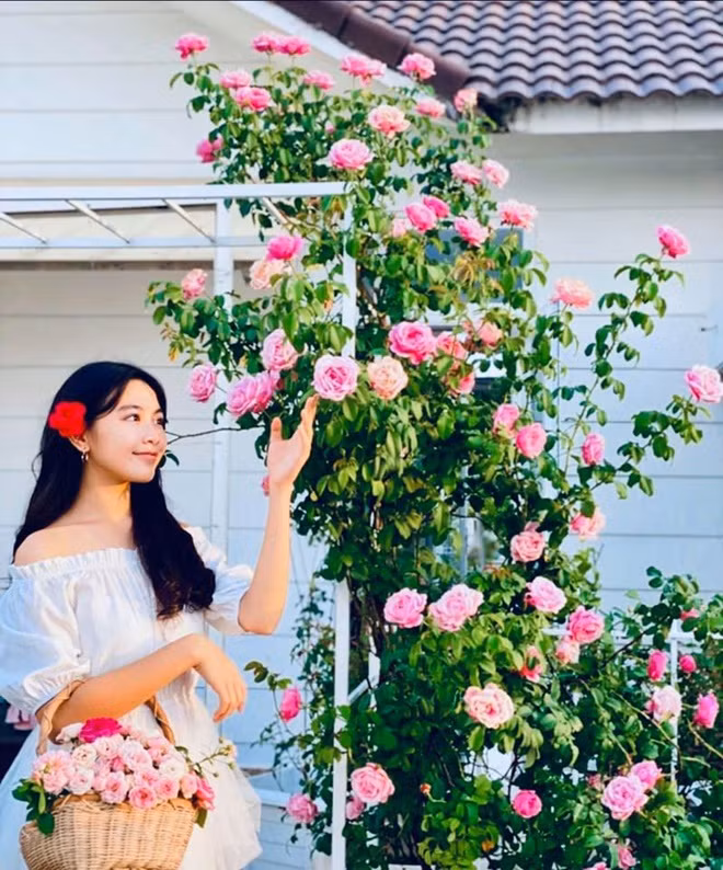 Các loại hồng ngoại nhập từ Anh, Pháp, Nhật Bản đều nở nhiều hoa lớn với cánh dày. Nguồn ảnh: FBNV.