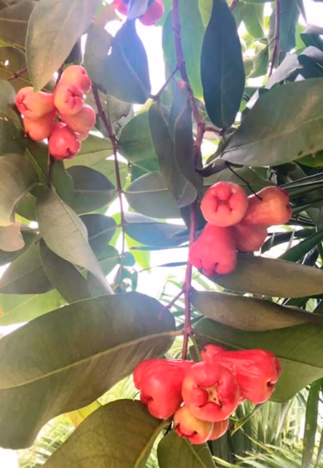 Theo bà xã Quyền Linh, để có được vườn cây sai quả, không chỉ chăm sóc tốt mà khâu chọn giống cũng quan trọng.