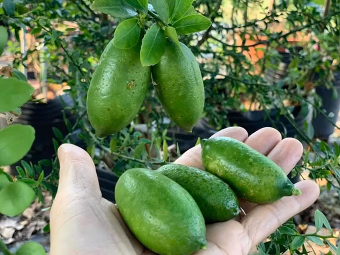 Nữ ca sĩ không đến hết số cây trong vườn, có cây đã cho trái, nhiều cây phải chờ 2-3 năm mới đậu quả. Ảnh: Tổ quốc.