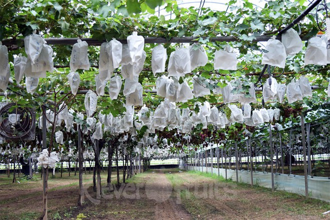 Nho mẫu đơn được trồng theo kiểu “1 nhánh 1 chùm” theo phương pháp hữu cơ nên các chùm nho sẽ được hấp thụ tối đa các chất dinh dưỡng, từ đó sản xuất ra loại nho có chất lượng cao.