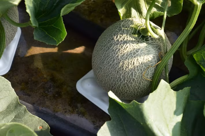 Dưa Yubari Nhật Bản bắt đầu thu hoạch từ háng 5 cho đến đầu thu. Mỗi năm thị trấn nhỏ này chỉ sản xuất được một số lượng dưa nhỏ.