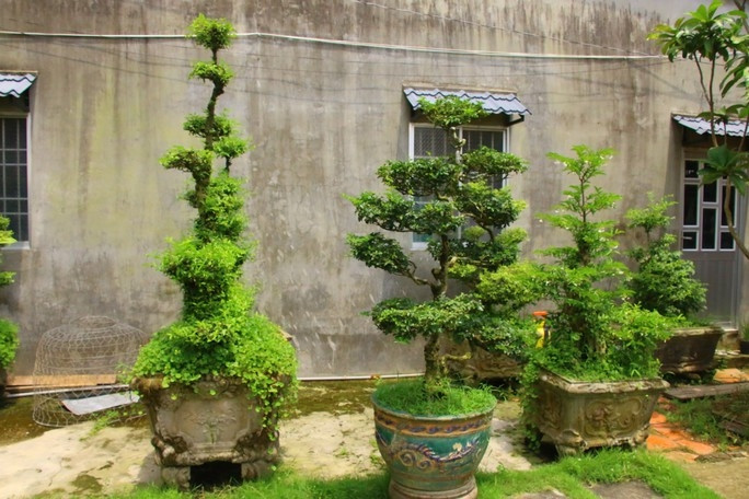 Cây kiểng cũng được sưu tầm từ đồ cổ. Ảnh: Nlđ