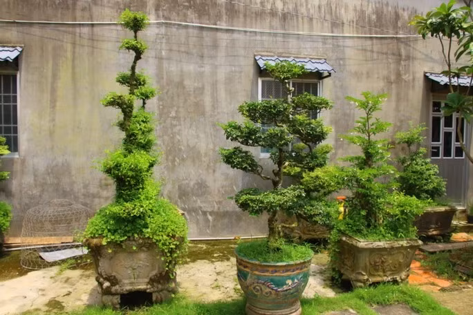 Cây kiểng cũng được sưu tầm từ đồ cổ. Ảnh: Nlđ