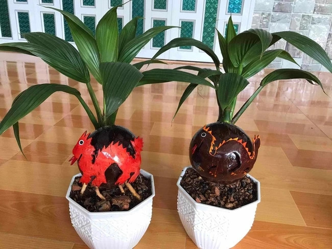 Dừa bonsai dáng rồng gồm chậu sứ và chậu nhựa. Trong đó, chậu sứ có giá đắt hơn, trên 300.000 đồng/chậu. Ảnh: Facebook