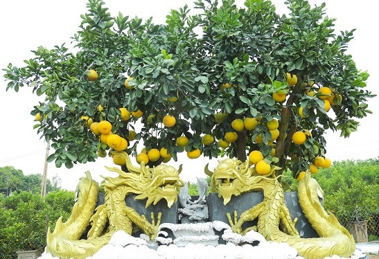 Rồng vàng quấn bưởi bonsai giá hàng chục, thậm chí cả trăm triệu đồng nặng trĩu quả tại nhà vườn ở Văn Giang (Hưng Yên). Ảnh: Tiền phong