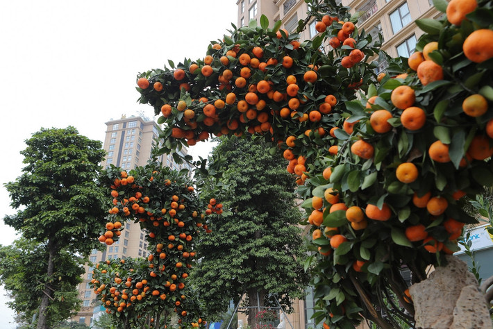 Cây quýt hình rồng cao 2m, chiều dài 3,5m. Ảnh: Vietnamnet