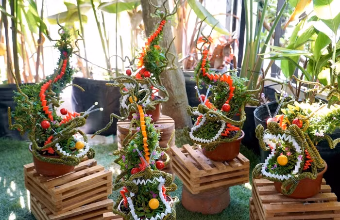  Bonsai linh vật rồng được tạo hình sinh động và bắt mắt. Anh: Plo